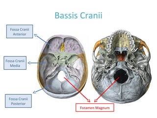 Bassis Cranii
Fossa Cranii
Anterior
Fossa Cranii
Media
Fossa Cranii
Posterior
Foramen Magnum
 