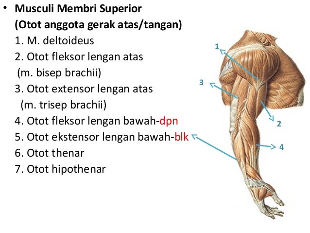 Anatomi musculuskeletal