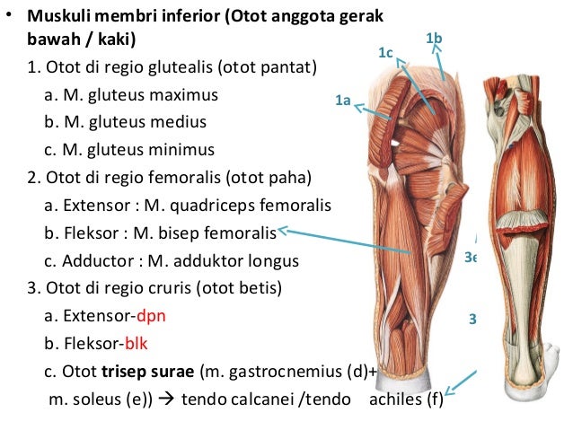 Anatomi musculuskeletal