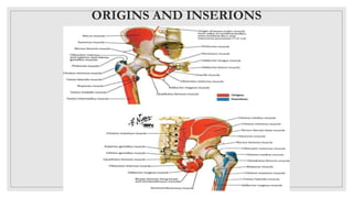 Anatomi muskulo membrum inferior | PPTX