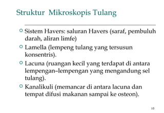 10
Struktur Mikroskopis Tulang
 Sistem Havers: saluran Havers (saraf, pembuluh
darah, aliran limfe)
 Lamella (lempeng tulang yang tersusun
konsentris).
 Lacuna (ruangan kecil yang terdapat di antara
lempengan–lempengan yang mengandung sel
tulang).
 Kanalikuli (memancar di antara lacuna dan
tempat difusi makanan sampai ke osteon).
 