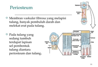 11
Periosteum
 Membran vaskuler fibrosa yang melapisi
tulang, banyak pembuluh darah dan
melekat erat pada tulang.
 Pada tulang yang
sedang tumbuh
terdapat lapisan
sel pembentuk
tulang diantara
periosteum dan tulang.
 