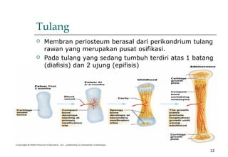 12
Tulang
 Membran periosteum berasal dari perikondrium tulang
rawan yang merupakan pusat osifikasi.
 Pada tulang yang sedang tumbuh terdiri atas 1 batang
(diafisis) dan 2 ujung (epifisis)
 