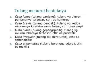 anat_muskuloskeletal/ikun/2007 13
Tulang menurut bentuknya
1. Ossa longa (tulang panjang): tulang yg ukuran
panjangnya terbesar, cth: os humerus
2. Ossa brevia (tulang pendek): tulang yg ketiga
ukurannya kira-kira sama besar, cth: ossa carpi
3. Ossa plana (tulang gepeng/pipih): tulang yg
ukuran lebarnya terbesar, cth: os parietale
4. Ossa irregular (tulang tak beraturan), cth: os
sphenoidale
5. Ossa pneumatica (tulang berongga udara), cth:
os maxilla
 