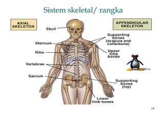 14
Sistem skeletal/ rangka
 