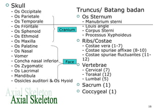 16
 Skull
- Os Occipitale
- Os Parietale
- Os Temporale
- Os Frontale
- Os Sphenoid
- Os Ethmoid
- Os Maxilla
- Os Palatine
- Os Nasal
- Vomer
- Concha nasal inferior
- Os Zygomatic
- Os Lacrimal
- Mandibula
- Ossicles auditori & Os Hyoid
Truncus/ Batang badan
 Os Sternum
- Manubrium sterni
- Louis angle
- Corpus Sterni
- Processus Xyphoideus
 Ribs/Costae
- Costae vera (1-7)
- Costae spuriae affixae (8-10)
- Costae spuriae fluctuantes (11-
12)
 Vertebrae
- Cervical (7)
- Torakal (12)
- Lumbal (5)
 Sacrum (1)
 Coccygeal (1)
Cranium
Face
 
