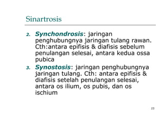 23
Sinartrosis
2. Synchondrosis: jaringan
penghubungnya jaringan tulang rawan.
Cth:antara epifisis & diafisis sebelum
penulangan selesai, antara kedua ossa
pubica
3. Synostosis: jaringan penghubungnya
jaringan tulang. Cth: antara epifisis &
diafisis setelah penulangan selesai,
antara os ilium, os pubis, dan os
ischium
 