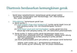 26
Diartrosis berdasarkan kemungkinan gerak
1. Sendi kejur (amphiartrosis): kemampuan gerak sangat sedikit
-Symphysis; dihubungkan oleh fibrokartilago. Cth: intervertebral
disc, pubic symphysis
2. Articulationes: kemampuan gerak luas
a. Sendi sumbu 1
(1) sendi engsel/ hinge joint (ginglymus): sumbu gerak tegak lurus pd
arah panjang tulang. Cth: art.interphalangeae, humero-
ulnaris
(2) sendi kisar/ pivot joint (art trochoidea): sumbu gerak kira-kira
sesuai dgn arah panjang tulang. Cth: art.radioulnaris,atlantodentalis
b. Sendi sumbu 2: kedua sumbu gerak berpotongan tegak lurus
(1) Sendi telur/ ellipsoidal joint (art. Ellipsoidea): kepala sendi cekung
berbentuk ellipsoid dg sumbu panjang & sumbu pendek.
Cth: art.radiocarpae
(2) Sendi pelana/saddle joint (art.sellaris): permukaan sendi berbentuk
pelana; arah sumbu yg 1 permukaannya cembung &
arah sumbu yg lain cembung. Cth: art.carpo-metacarpea
 