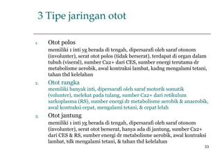 33
3 Tipe jaringan otot
1. Otot polos
memiliki 1 inti yg berada di tengah, dipersarafi oleh saraf otonom
(involunter), serat otot polos (tidak berserat), terdapat di organ dalam
tubuh (viseral), sumber Ca2+ dari CES, sumber energi terutama dr
metabolisme aerobik, awal kontraksi lambat, kadng mengalami tetani,
tahan thd kelelahan
2. Otot rangka
memiliki banyak inti, dipersarafi oleh saraf motorik somatik
(volunter), melekat pada tulang, sumber Ca2+ dari retikulum
sarkoplasma (RS), sumber energi dr metabolisme aerobik & anaerobik,
awal kontraksi cepat, mengalami tetani, & cepat lelah
3. Otot jantung
memiliki 1 inti yg berada di tengah, dipersarafi oleh saraf otonom
(involunter), serat otot berserat, hanya ada di jantung, sumber Ca2+
dari CES & RS, sumber energi dr metabolisme aerobik, awal kontraksi
lambat, tdk mengalami tetani, & tahan thd kelelahan
 