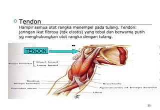 35
 Tendon
Hampir semua otot rangka menempel pada tulang. Tendon:
jaringan ikat fibrosa (tdk elastis) yang tebal dan berwarna putih
yg menghubungkan otot rangka dengan tulang.
TENDON
 