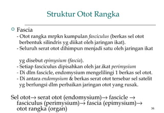 36
Struktur Otot Rangka
 Fascia
- Otot rangka mrpkn kumpulan fasciculus (berkas sel otot
berbentuk silindris yg diikat oleh jaringan ikat).
- Seluruh serat otot dihimpun menjadi satu oleh jaringan ikat
yg disebut epimysium (fascia).
- Setiap fasciculus dipisahkan oleh jar.ikat perimysium
- Di dlm fascicle, endomysium mengelilingi 1 berkas sel otot.
- Di antara endomysium & berkas serat otot tersebar sel satelit
yg berfungsi dlm perbaikan jaringan otot yang rusak.
Sel otot→ serat otot (endomysium)→ fascicle →
fasciculus (perimysium)→ fascia (epimysium)→
otot rangka (organ)
 