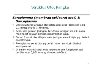 37
Struktur Otot Rangka
Sarcolemma (membran sel/serat otot) &
Sarcoplasma
 Unit struktural jaringan otot ialah serat otot (diameter 0,01-
0,1 mm;panjang 1-40 mm).
 Besar dan jumlah jaringan, terutama jaringan elastik, akan
meningkat sejalan dengan penambahan usia.
 Setiap 1 serat otot dilapisi oleh jaringan elastik tipis yg disebut
sarcolemma.
 Protoplasma serat otot yg berisi materi semicair disebut
sarkoplasmA.
 Di dalam matriks serat otot terbenam unit fungsional otot
berdiameter 0,001 mm yg disebut miofibril.
 