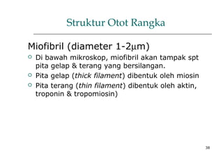 38
Struktur Otot Rangka
Miofibril (diameter 1-2µm)
 Di bawah mikroskop, miofibril akan tampak spt
pita gelap & terang yang bersilangan.
 Pita gelap (thick filament) dibentuk oleh miosin
 Pita terang (thin filament) dibentuk oleh aktin,
troponin & tropomiosin)
 