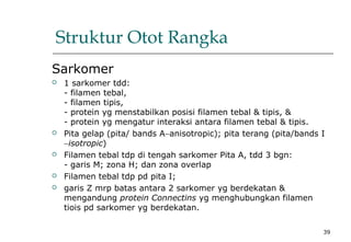 39
Struktur Otot Rangka
Sarkomer
 1 sarkomer tdd:
- filamen tebal,
- filamen tipis,
- protein yg menstabilkan posisi filamen tebal & tipis, &
- protein yg mengatur interaksi antara filamen tebal & tipis.
 Pita gelap (pita/ bands A∼anisotropic); pita terang (pita/bands I
∼isotropic)
 Filamen tebal tdp di tengah sarkomer Pita A, tdd 3 bgn:
- garis M; zona H; dan zona overlap
 Filamen tebal tdp pd pita I;
 garis Z mrp batas antara 2 sarkomer yg berdekatan &
mengandung protein Connectins yg menghubungkan filamen
tiois pd sarkomer yg berdekatan.
 