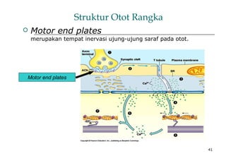 41
Struktur Otot Rangka
 Motor end plates
merupakan tempat inervasi ujung-ujung saraf pada otot.
Motor end plates
 