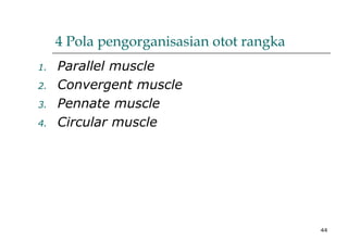 44
4 Pola pengorganisasian otot rangka
1. Parallel muscle
2. Convergent muscle
3. Pennate muscle
4. Circular muscle
 