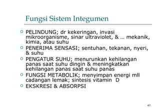 47
Fungsi Sistem Integumen
 PELINDUNG; dr kekeringan, invasi
mikroorganisme, sinar ultraviolet, & … mekanik,
kimia, atau suhu
 PENERIMA SENSASI; sentuhan, tekanan, nyeri,
& suhu
 PENGATUR SUHU; menurunkan kehilangan
panas saat suhu dingin & meningkatkan
kehilangan panas saat suhu panas
 FUNGSI METABOLIK; menyimpan energi mll
cadangan lemak; sintesis vitamin D
 EKSKRESI & ABSORPSI
 