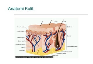 Anatomi Kulit
 