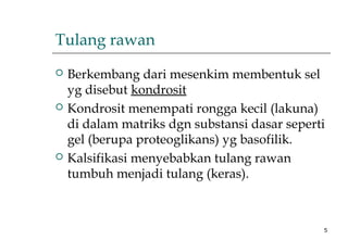 5
Tulang rawan
 Berkembang dari mesenkim membentuk sel
yg disebut kondrosit
 Kondrosit menempati rongga kecil (lakuna)
di dalam matriks dgn substansi dasar seperti
gel (berupa proteoglikans) yg basofilik.
 Kalsifikasi menyebabkan tulang rawan
tumbuh menjadi tulang (keras).
 