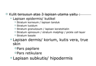  Kulit tersusun atas 3 lapisan utama yaitu :
 Lapisan epidermis/ kutikel
 Stratum korneum / lapisan tanduk
 Stratum lusidum
 Stratum granulosum / lapisan keratohialin
 Stratum spinosum / stratum malphigi / pickle cell layer
 Stratum basale
Lapisan dermis/ korium, kutis vera, true
skin
Pars papilare
Pars retikulare
Lapisan subkutis/ hipodermis
 