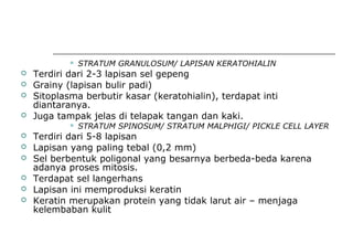  STRATUM GRANULOSUM/ LAPISAN KERATOHIALIN
 Terdiri dari 2-3 lapisan sel gepeng
 Grainy (lapisan bulir padi)
 Sitoplasma berbutir kasar (keratohialin), terdapat inti
diantaranya.
 Juga tampak jelas di telapak tangan dan kaki.
 STRATUM SPINOSUM/ STRATUM MALPHIGI/ PICKLE CELL LAYER
 Terdiri dari 5-8 lapisan
 Lapisan yang paling tebal (0,2 mm)
 Sel berbentuk poligonal yang besarnya berbeda-beda karena
adanya proses mitosis.
 Terdapat sel langerhans
 Lapisan ini memproduksi keratin
 Keratin merupakan protein yang tidak larut air – menjaga
kelembaban kulit
 