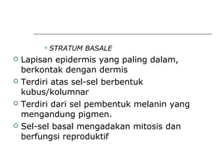 STRATUM BASALE
 Lapisan epidermis yang paling dalam,
berkontak dengan dermis
 Terdiri atas sel-sel berbentuk
kubus/kolumnar
 Terdiri dari sel pembentuk melanin yang
mengandung pigmen.
 Sel-sel basal mengadakan mitosis dan
berfungsi reproduktif
 