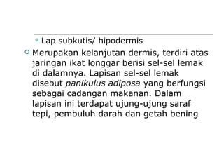 Lap subkutis/ hipodermis
 Merupakan kelanjutan dermis, terdiri atas
jaringan ikat longgar berisi sel-sel lemak
di dalamnya. Lapisan sel-sel lemak
disebut panikulus adiposa yang berfungsi
sebagai cadangan makanan. Dalam
lapisan ini terdapat ujung-ujung saraf
tepi, pembuluh darah dan getah bening
 