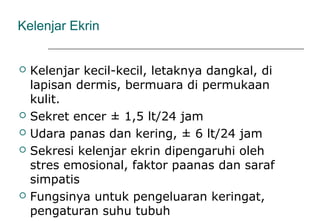 Kelenjar Ekrin
 Kelenjar kecil-kecil, letaknya dangkal, di
lapisan dermis, bermuara di permukaan
kulit.
 Sekret encer ± 1,5 lt/24 jam
 Udara panas dan kering, ± 6 lt/24 jam
 Sekresi kelenjar ekrin dipengaruhi oleh
stres emosional, faktor paanas dan saraf
simpatis
 Fungsinya untuk pengeluaran keringat,
pengaturan suhu tubuh
 