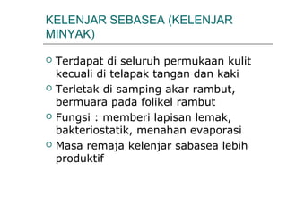 KELENJAR SEBASEA (KELENJAR
MINYAK)
 Terdapat di seluruh permukaan kulit
kecuali di telapak tangan dan kaki
 Terletak di samping akar rambut,
bermuara pada folikel rambut
 Fungsi : memberi lapisan lemak,
bakteriostatik, menahan evaporasi
 Masa remaja kelenjar sabasea lebih
produktif
 