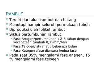 RAMBUT
 Terdiri dari akar rambut dan batang
 Menutupi hampir seluruh permukaan tubuh
 Diproduksi oleh folikel rambut
 Siklus pertumbuhan rambut:
 Fase Anagen/pertumbuhan : 2-6 tahun dengan
kecepataan tumbuh 0,35mm/hari
 Fase Telogen/istirahat : beberapa bulan
 Fase Katogen :fase diantara kedua fase
 Pada saat 85% mengalami fase anagen, 15
% mengalami fase telogen
 