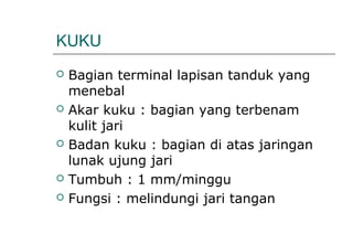 KUKU
 Bagian terminal lapisan tanduk yang
menebal
 Akar kuku : bagian yang terbenam
kulit jari
 Badan kuku : bagian di atas jaringan
lunak ujung jari
 Tumbuh : 1 mm/minggu
 Fungsi : melindungi jari tangan
 
