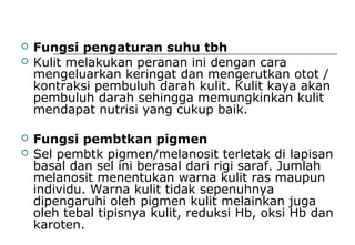  Fungsi pengaturan suhu tbh
 Kulit melakukan peranan ini dengan cara
mengeluarkan keringat dan mengerutkan otot /
kontraksi pembuluh darah kulit. Kulit kaya akan
pembuluh darah sehingga memungkinkan kulit
mendapat nutrisi yang cukup baik.
 Fungsi pembtkan pigmen
 Sel pembtk pigmen/melanosit terletak di lapisan
basal dan sel ini berasal dari rigi saraf. Jumlah
melanosit menentukan warna kulit ras maupun
individu. Warna kulit tidak sepenuhnya
dipengaruhi oleh pigmen kulit melainkan juga
oleh tebal tipisnya kulit, reduksi Hb, oksi Hb dan
karoten.
 