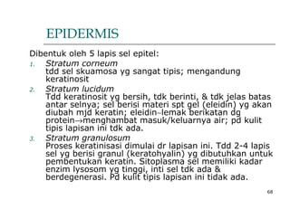 68
EPIDERMIS
Dibentuk oleh 5 lapis sel epitel:
1. Stratum corneum
tdd sel skuamosa yg sangat tipis; mengandung
keratinosit
2. Stratum lucidum
Tdd keratinosit yg bersih, tdk berinti, & tdk jelas batas
antar selnya; sel berisi materi spt gel (eleidin) yg akan
diubah mjd keratin; eleidin∼lemak berikatan dg
protein→menghambat masuk/keluarnya air; pd kulit
tipis lapisan ini tdk ada.
3. Stratum granulosum
Proses keratinisasi dimulai dr lapisan ini. Tdd 2-4 lapis
sel yg berisi granul (keratohyalin) yg dibutuhkan untuk
pembentukan keratin. Sitoplasma sel memiliki kadar
enzim lysosom yg tinggi, inti sel tdk ada &
berdegenerasi. Pd kulit tipis lapisan ini tidak ada.
 