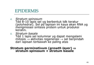69
4. Stratum spinosum
Tdd 8-10 lapis sel yg berbentuk tdk teratur
(polyhedral). Sel pd lapisan ini kaya akan RNA yg
menginisiasi sintesis protein untuk produksi
keratin.
5. Stratum basale
Tdd 1 lapis sel kolumnar yg dapat mengalami
mitosis → aktivitas regenerasi → sel berpindah
dari lapisan terbawah ke paling atas
Stratum germinativum (growth layer) ⇒
stratum spinosum + stratum basale
EPIDERMIS
 