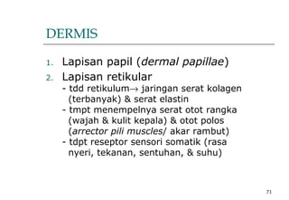 71
DERMIS
1. Lapisan papil (dermal papillae)
2. Lapisan retikular
- tdd retikulum→ jaringan serat kolagen
(terbanyak) & serat elastin
- tmpt menempelnya serat otot rangka
(wajah & kulit kepala) & otot polos
(arrector pili muscles/ akar rambut)
- tdpt reseptor sensori somatik (rasa
nyeri, tekanan, sentuhan, & suhu)
 