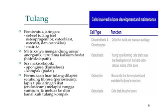 8
Tulang
 Pembentuk jaringan:
- sel-sel tulang (sel
osteoprogenitor, osteoblast,
osteosit, dan osteoklas)
- matriks
 Matriksnya mengandung unsur
anorganik, terutama kalsium fosfat
(hidroksiapatit)
 Scr makroskopik:
- spongiosa (kanselosa)
- kompak (padat)
 Permukaan luar tulang dilapisi
selubung fibrosa (periosteum);
lapis tipis jaringan ikat
(endosteum) melapisi rongga
sumsum & meluas ke dlm
kanalikuli tulang kompak
 