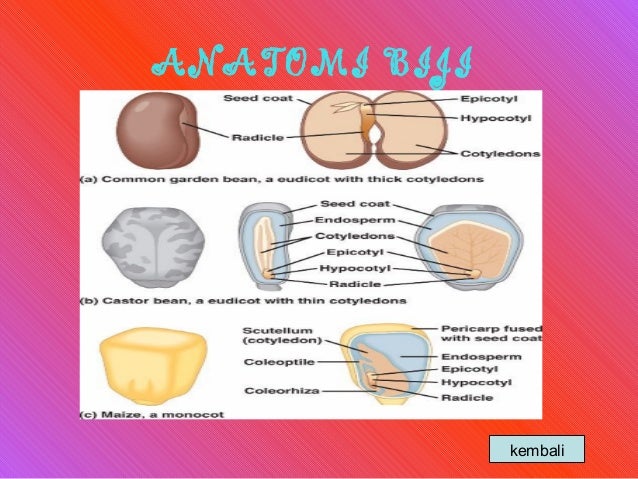 Anatomi organ tumbuhan Anatomi organ tumbuhan
