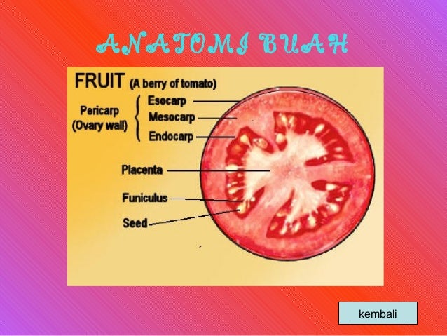 Anatomi organ tumbuhan