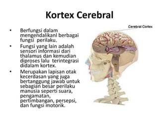 Anatomi otak & neurotransmitter | PDF