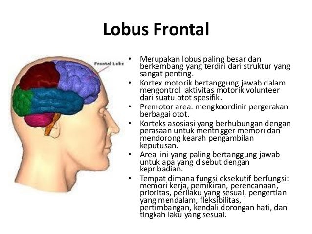 Anatomi otak & neurotransmitter