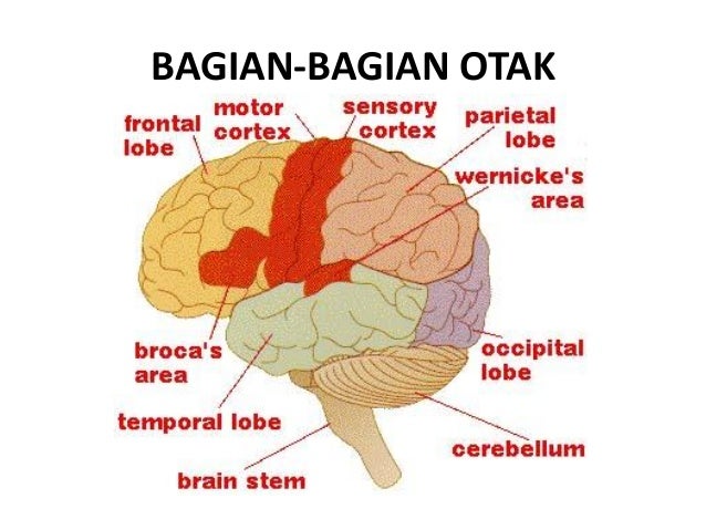 Anatomi otak & neurotransmitter