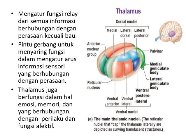 Anatomi otak neurotransmitter 