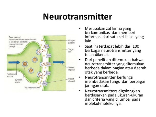 Anatomi otak neurotransmitter 