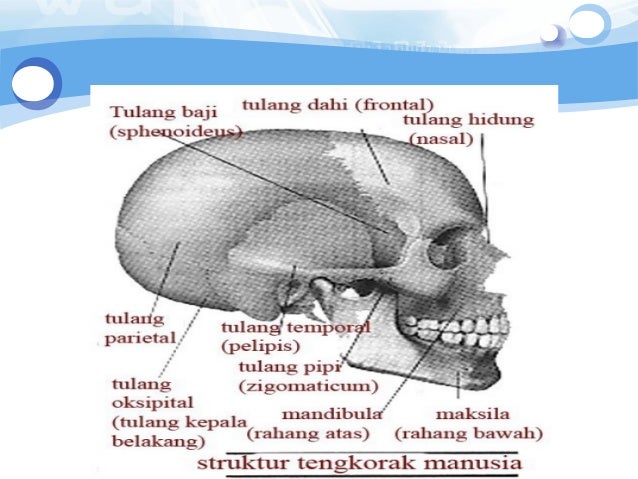Anatomi otot  kepala wajah SEMESTER 2 kd 2 anatomy