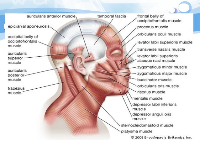 38+ Anatomi Fisiologi Kepala Manusia