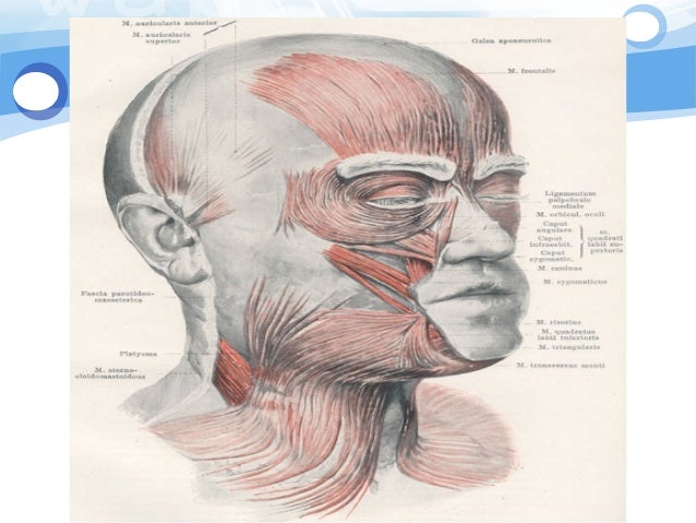 Anatomi otot  kepala wajah SEMESTER 2 kd 2 anatomy