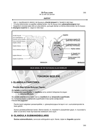 DrTus.com                                                   100
                                         ilk ve tek t us portalı


                                               ANAT OMĐ

    olan n. mandibularis’in dalıdır), tat duyusunu chorda tympani (n. facialis’in dalı) taşır.
• 1/3 arka bölümünden ve papillae vallatae’lerden, her iki duyuyu da n. glossopharyngeus taşır.
• Epiglottis’in önünde kalan dilin en arka bölümü, yumuşak damak ve farinks bölümünden her iki duyuyu
n. laryngeus superior (n. vagus’un dalı) taşır.




                                     TÜKÜRÜK BEZLERĐ

I- GLANDULA PAROTIDEA

  Parotis Bezi Đçinde Bulunan Yapılar;
• N. facialis ve terminal dalları
• V. temporalis superficialis, v. maxillaris ve bu venlerin birleşmesi ile oluşan
           v. retromandibularis
• A. carotis externa ve uç dalları olan a. maxillaris ile a. temporalis superficialis
• A. transversa faciei; a. temporalis superficialis’in bez içinde verdiği dalıdır
• Parotid lenf düğümleri

   Parotis bezini salgılatan parasempatikler, n. glossopharyngeus ile taşınır ve n. auriculotemporalis ile
   beze getirilir.

   Ductus parotideus(Stensen kanalı, Stenon kanalı); m. masseter’in yüzeyelinden geçer, m. buccinator’u
   deler ve üst ikinci molar diş hizasında vestibulum oris’e açılır.

II- GLANDULA SUBMANDIBULARIS
   Ductus submandibularis, caruncula sublingualis’e açılır. Kanalı, dıştan n. lingualis çaprazlar.


                                                                                                        100
 