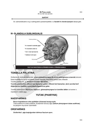 DrTus.com                                                    101
                                        ilk ve tek t us portalı


                                               ANAT OMĐ

    Gl. submandibularis ve gl. sublingualis’e parasempatikler, n. facialis’in chorda tympani dalıyla gelir.




III- GLANDULA SUBLINGUALIS




TONSILLA PALATINA
Orofarinks’in herikiyan duvarında, arcus palatopharyngeus ile arcus palatoglossus arasında bulunan
fossa tonsillaris’te (sinus tonsillaris) oturan kapsüllü, oval şekilli lenfoid doku kitlesidir.
Tonsilla palatina’ları, a. facialis’in tonsillar dalı besler.
Tonsilla palatina’ların afferent lenf damarları yoktur. Efferent lenf damarları, derin servikal lenf
düğümlerine (özellikle nodus jugulodigastricus) gider.

Tonsilla palatina’ların duyusunu, başlıca n. glossopharyngeus’un tonsillar dalları ve kısmen n.
maxillaris’in dalları taşır.

                                      YUTAK (PHARYNX)
NAZOFARĐNKS
    Burun boşluklarının arka açıklıkları (choanae) buraya açılır.
    Tuba auditiva’nın (tuba auditoria, Eustachian borusu) ağzı (ostium pharyngeum tubae auditivae),
    bu parçanın dış duvarı üzerindedir.

OROFARĐNKS
    Orofarinks’i, ağız boşluğundan isthmus faucium ayırır.




                                                                                                        101
 