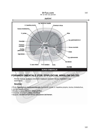 DrTus.com                                              105
                                        ilk ve tek t us portalı


                                              ANAT OMĐ




FORAMEN OMENTALE (FOR. EPIPLOICUM, WINSLOW DELĐĞĐ)
   Periton boşluğu ile bursa omentalis’i bağlayan açıklıktır. Bursa omentalis’in sağ
   tarafındadır.

   Sınırları
• Önde; ligamentum hepatoduodenale (ligamentin içinde; a. hepatica propria, ductus choledochus,
v. portae hepatis vardır)
• Arkada; v. cava inferior’u örten periton
• Yukarıda; karaciğerin lobus caudatus
• Aşağıda; duodenum’un birinci parçasının üst kenarı.




                                                                                                  105
 