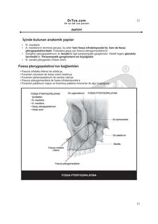 DrTus.com                                                      11
                                       ilk ve tek t us portalı


                                              ANAT OMĐ


   Đçinde bulunan anatomik yapılar
  •   N. maxillaris
  •   A. maxillaris’in terminal parçası; bu arter hem fossa infratemporalis’te, hem de fossa
      pterygopalatina’dadır. Fossalara geçiş yeri fissura pterygomaxillaris’tir.
  •   Ganglion pterygopalatinum; n. facialis’le ilgili parasempatik gangliondur. Hedef organı glandula
      lacrimalis’tir. Parasempatik ganglionların en büyüğüdür.
  •   N. canalis pterygoidei (Vidian siniri)

Fossa pterygopalatina’nın bağlantıları
 • Fissura orbitalis inferior ile orbita’ya,
 • Foramen rotundum ile fossa cranii media’ya
 • Foramen sphenopalatinum ile cavitas nasi’ye
 • Fissura pterygomaxillaris ile fossa infratemporalis’e
 • Foramen palatinum majus ve foramina palatina minora’lar ile ağız boşluğuna.




                                                                                                         11
 